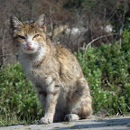 DSCF2983