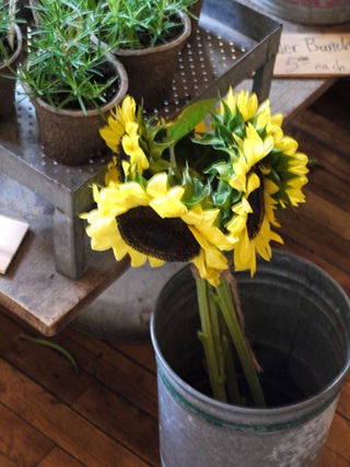 chase_sunflower chase_sunflower