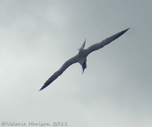 [4-diving-tern%255B2%255D.jpg]