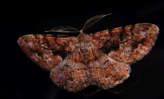 Geometridae d'Australie orientale (N.S.W.) - Geometridae : Ennominae : Boarmiini : Gastrinodes bitaeniaria LE GUILLOU, 1841, mâle. Umina Beach (NSW, Australie), 3 octobre 2011. Photo : Barbara Kedzierski