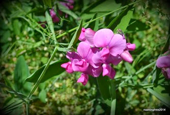 Wildflowers