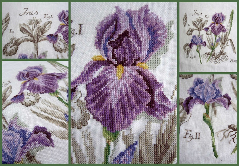 Iris Collage Iris Collage