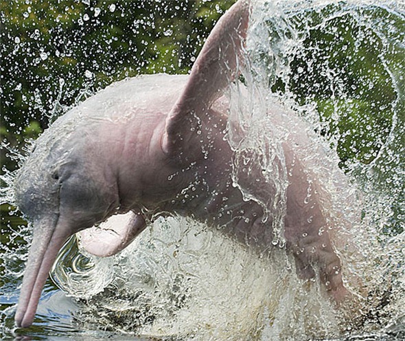 river-dolphin-splashing