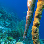 Trumpetfish hiding