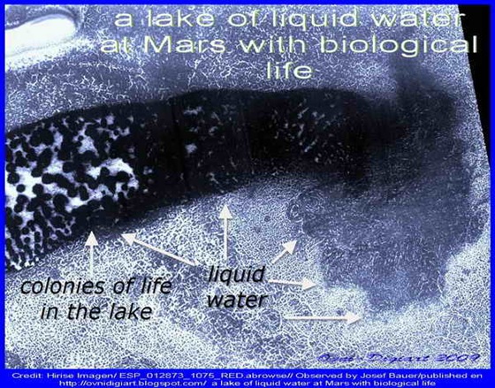 bio life in lake_1