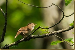 House Wren - Troglodytes aedon