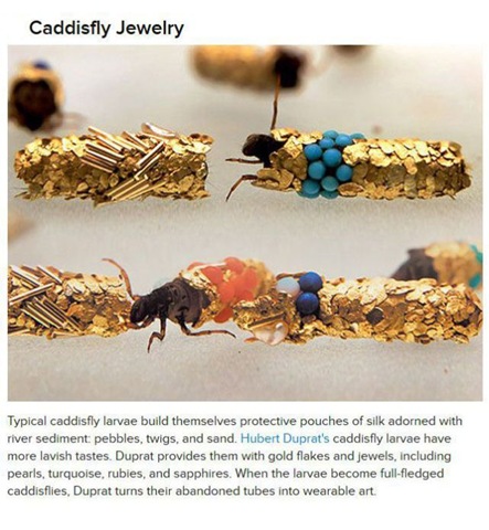 [animals-create-things-6%255B2%255D.jpg]