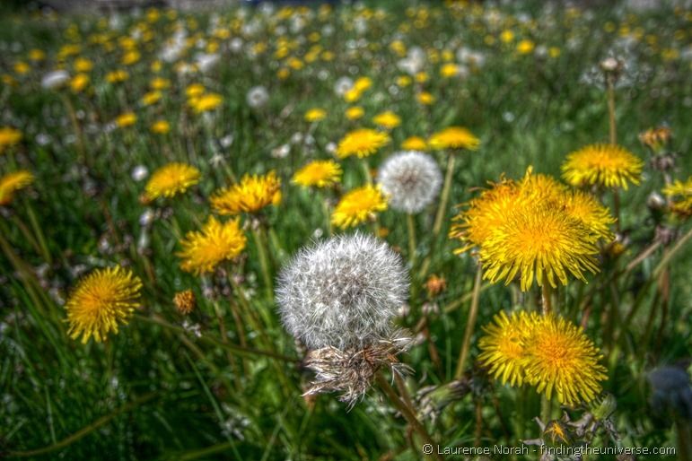 Dandelions Dandelions