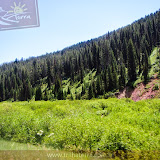 Floresta de coníferas - Lewis e Clark - Montana, EUA