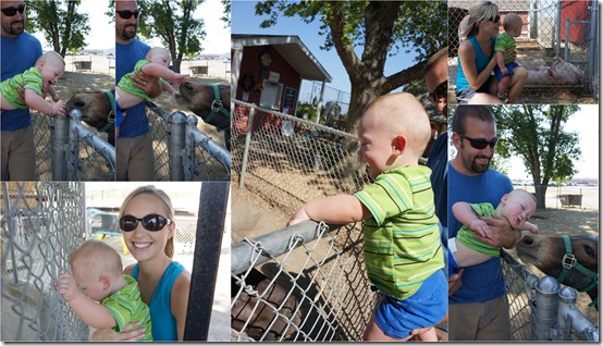 petting zoo collage