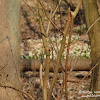 Rezerwat "Śnieżycowy Jar" dsc07011.jpg