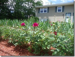 June Peonies_June 2011 006 June Peonies_June 2011 006