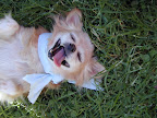Unlike humans, animals live in the present and never forgo an opportunity to roll in the grass.