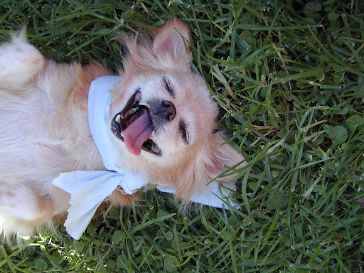 Unlike humans, animals live in the present and never forgo an opportunity to roll in the grass.