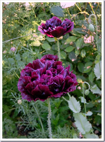 DSCN9728 DSCN9728