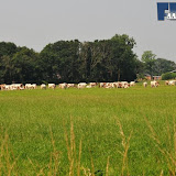 natuur 027.jpg