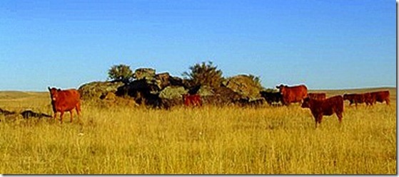 red cows