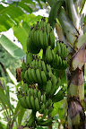 Bananas on a banana tree in Grenada