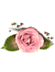 [1-55x38-rose-TR-top18%255B2%255D.gif]