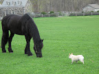 Sharkey, what could be more important than me eating all this nice spring meadow mix?