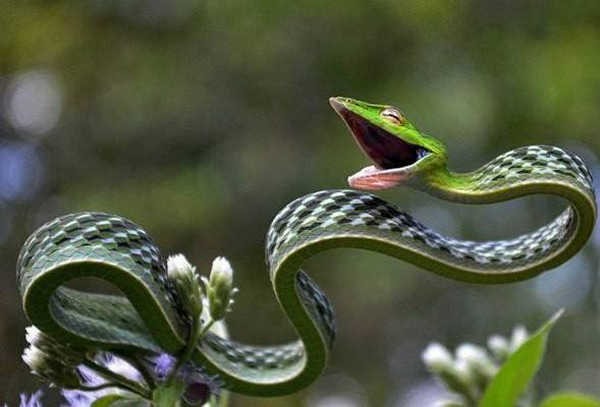 2- A cobra-cipó 2- A cobra-cipó