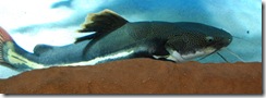 aquarium15