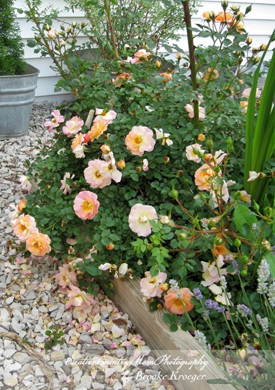[IMG_4111%255B2%255D.jpg]