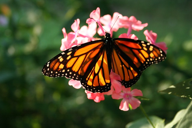 [IMG_8219%255B4%255D.jpg]
