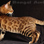 BengalPics
