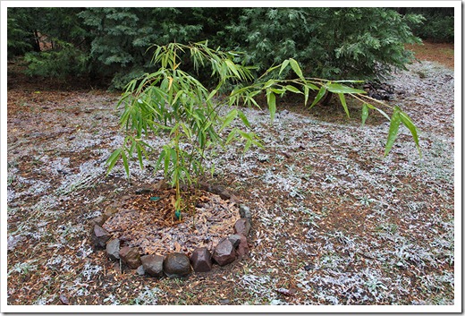111124_Phyllostachys-bambusoides_03 111124_Phyllostachys-bambusoides_03