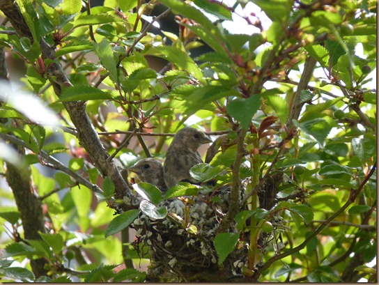 fledglings 013 fledglings 013