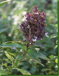 cinnamon basil cinnamon basil