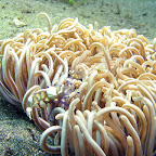 Shrimp (Secret Baym North Bali)