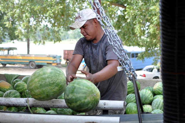 [watermelons%252011%2520071211%2520%252831%2529%255B7%255D.jpg]