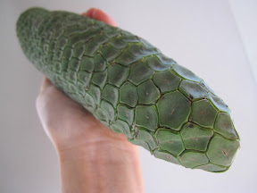 Monstera Deliciosa, a tropical fruit that takes one year to grow and ripens as the scales fall off