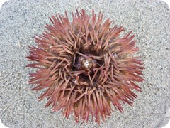 seashell3