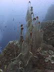 Fishing net: on pinnacle at Banco di Santa Croce