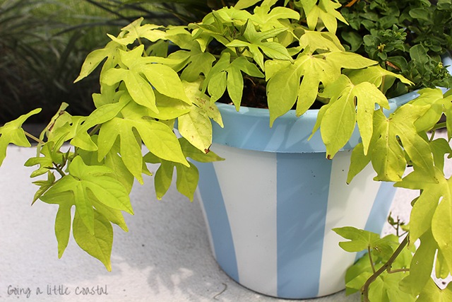 [striped%2520pot%25202%255B5%255D.jpg]