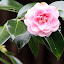 Flower in the Botanic Garden - Wellington, New Zealand