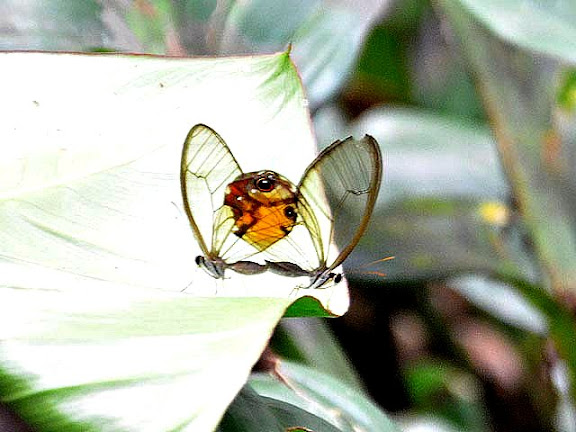 Couple de Haetera piera piera LINNAEUS, 1758. Camp Caïman, Montagne de Kaw (Guyane), le 14 novembre 2011 à 14h11. Photo : M. Belloin