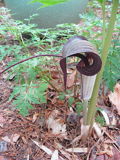 Arisaema are hugely popular among plant collectors. Though the same species as our native jack in the pulpit, the Asian species are much showier. This is Arisaema thunbergii ssp. urashima which is of note for its extremely long spadix.