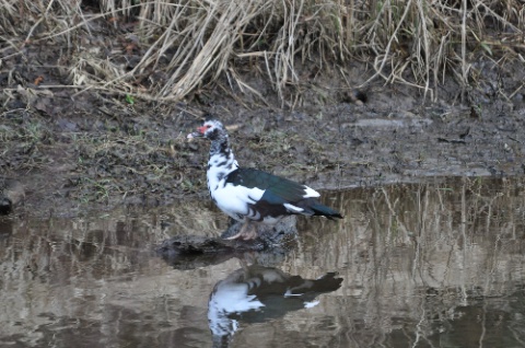 DSC_0089.jpg DSC 0089