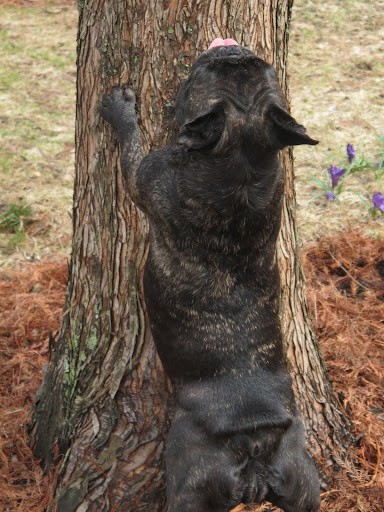 Well, maybe I can climb up and get him!