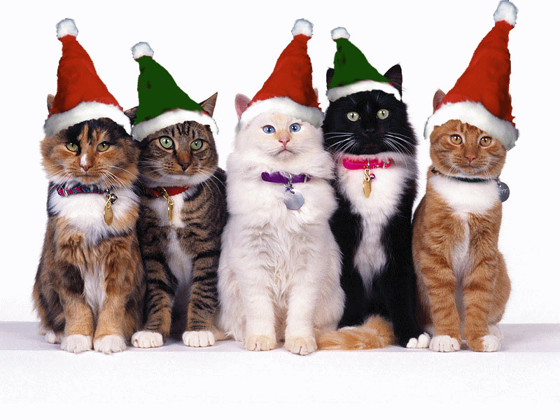 ChristmasCats
