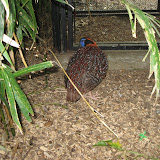 A bird at the Nashville Zoo 09032011