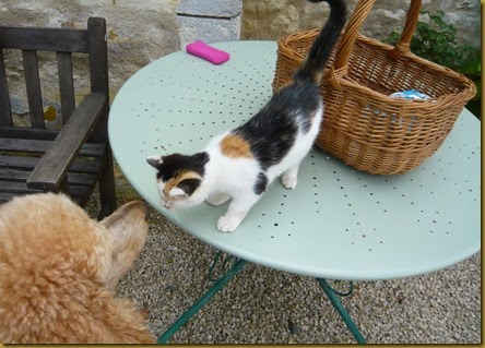 Lulu meets Daisy6 Lulu meets Daisy6