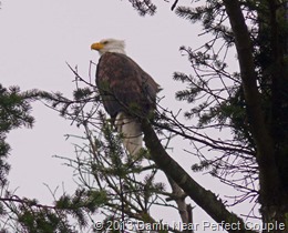 Bald Eagle Bald Eagle