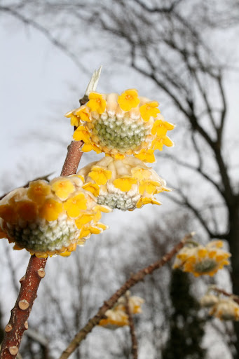 Winter would not be complete without the sweet-smelling bloom and architectural interest of Edgeworthia chrysantha ‘Gold Rush.’