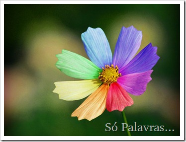 15rainbow-daisy