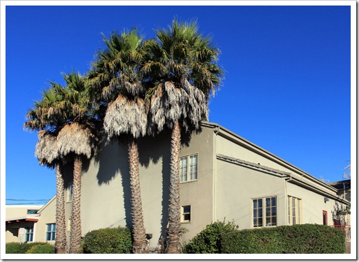 121028_SantaCruz_palm-trees